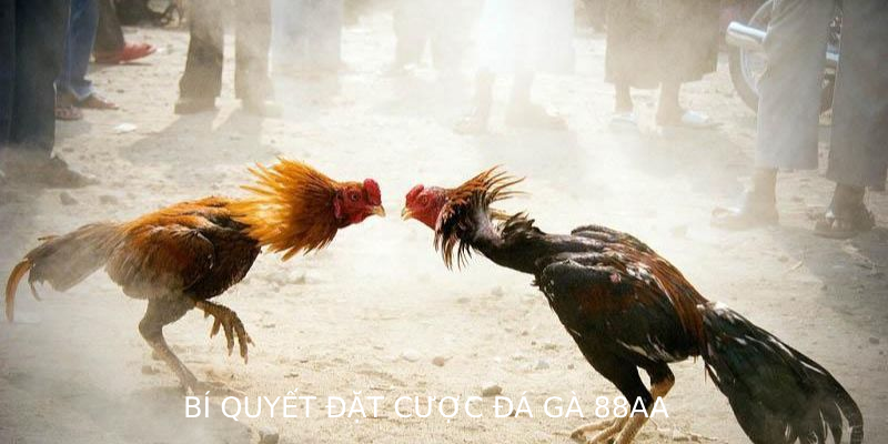 Bí quyết đặt cược Đá Gà 88AA thắng lớn cho người chơi mới và cao thủ, chiến lược hiệu quả tăng tỷ lệ thắng