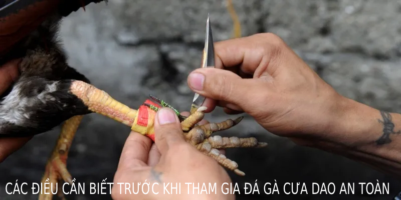 Các điều cần biết trước khi tham gia đá gà cựa dao an toàn