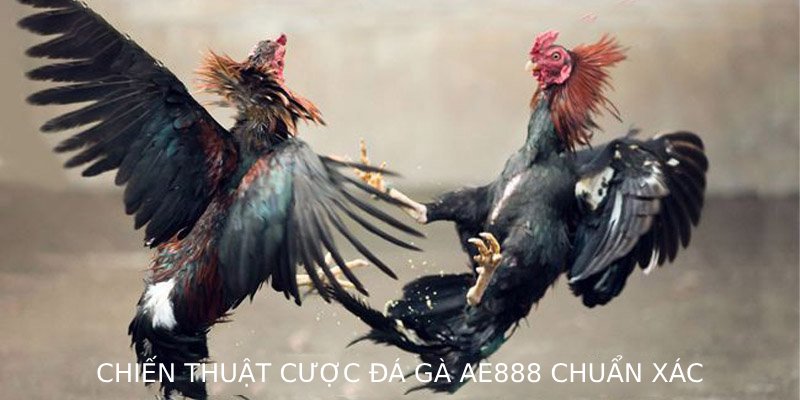 Các loại hình đá gà AE888 phổ biến 