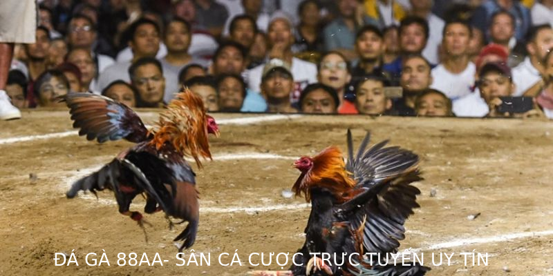 Đá Gà 88AA – Sàn cá cược trực tuyến uy tín với livestream HD, tỷ lệ trả thưởng minh bạch và trải nghiệm như tại trường gà thực tế