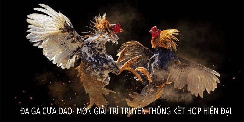 Đá gà cựa dao – môn giải trí truyền thống kết hợp hiện đại