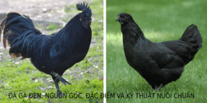 đá gà đen