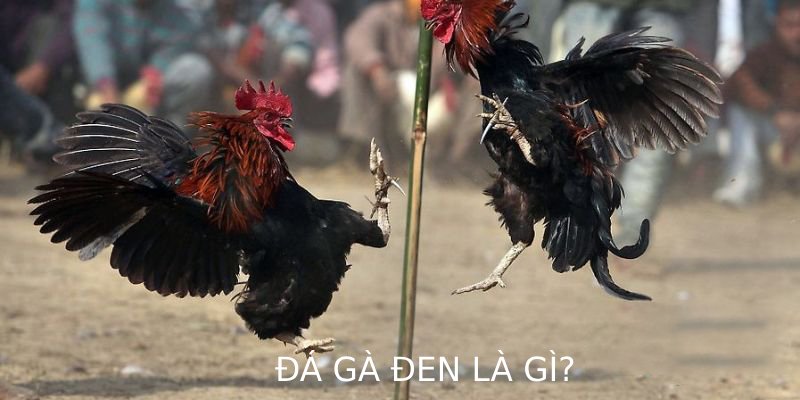 Đá gà đen là gì? Khám phá nguồn gốc, đặc điểm nổi bật và lý do giống gà này được ưa chuộng trong các giải đấu lớn