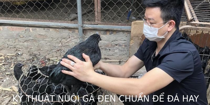 Kỹ thuật nuôi gà đen chuẩn để đá hay, bao gồm chế độ ăn uống giàu dinh dưỡng