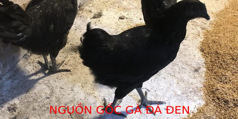 Nguồn gốc gà đá đen nổi tiếng tại Việt Nam với sức mạnh và độ bền vượt trội