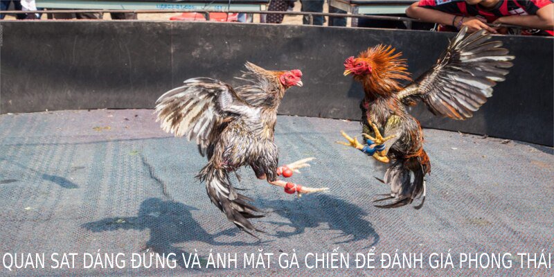 Quan sát dáng đứng và ánh mắt gà chiến để đánh giá phong thái