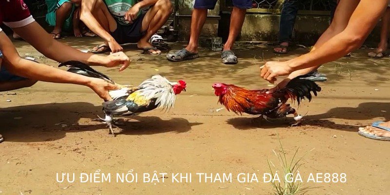 Ưu điểm nổi bật khi tham gia đá gà AE888