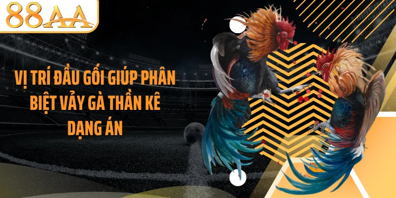 Vị trí đầu gối giúp phân biệt vảy gà thần kê dạng án